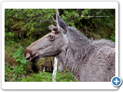 Moose008
