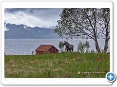 Moose009