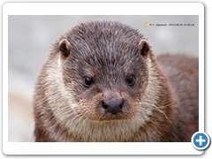 Otter001