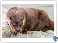Otter002