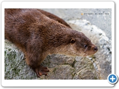 Otter003
