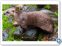 Otter004