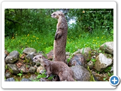 Otter005
