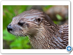 Otter006