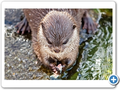 Otter007