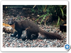 PineMartin001