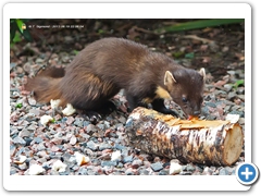 PineMartin002