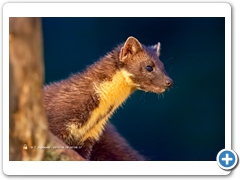 PineMartin003