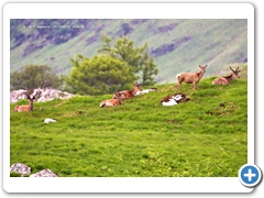 RedDeer001