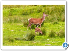 RedDeer002