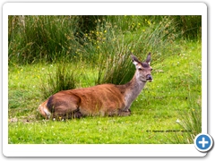 RedDeer003