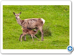 RedDeer004