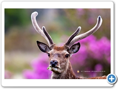 RedDeer005