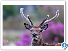 RedDeer006