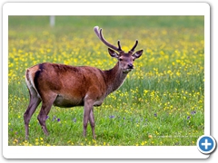 RedDeer007