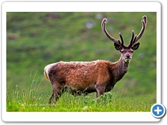 RedDeer008