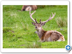 RedDeer009