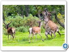 RedDeer010