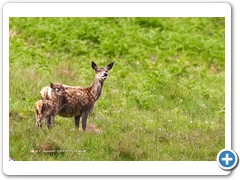 RedDeer011