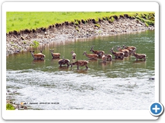 RedDeer012