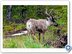 ReinDeer001