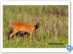 RoeDeer001