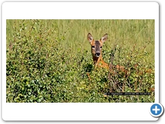 RoeDeer002