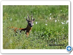 RoeDeer003