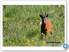RoeDeer004