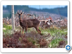RoeDeer005