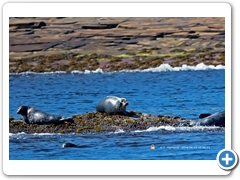 Seal001