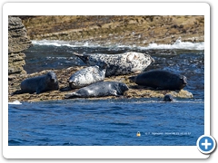 Seal002