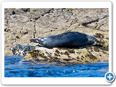 Seal003
