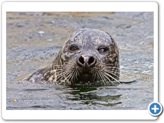 Seal004