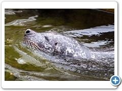 Seal005