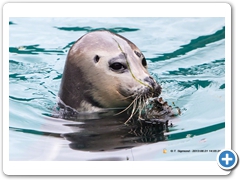 Seal007