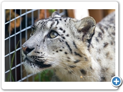 SnowLeopard001