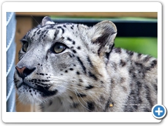 SnowLeopard002