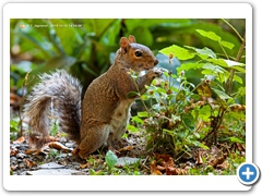 Squirel001