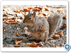 Squirel002