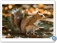 Squirel004