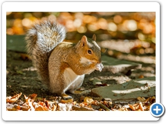 Squirel005