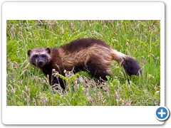Wolverine002