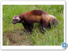 Wolverine005